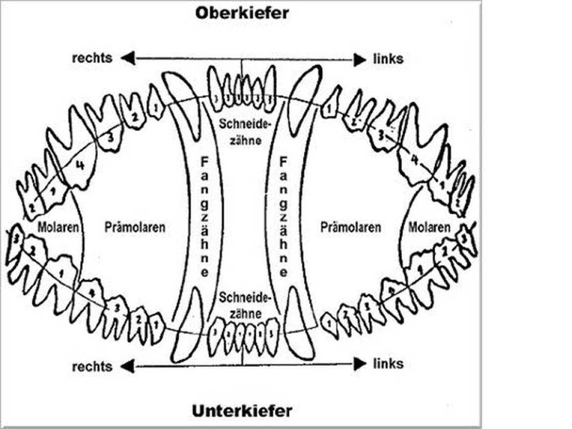 zahnschema hund