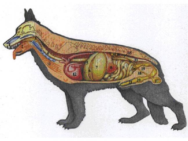 OG Kolbermoor e. V. männlich